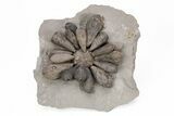 Jurassic Fossil Urchin (Firmacidaris) - Amellago, Morocco #217837-1